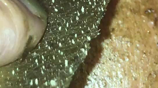 我的妈呀,肉眼看的到的螨虫
需要它就找我昵称houer439